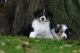 BERGER AUSTRALIEN PUPPIES 877